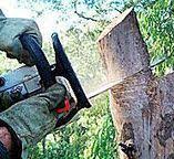 Trusted Shady Hills, FL Tree Care Experts