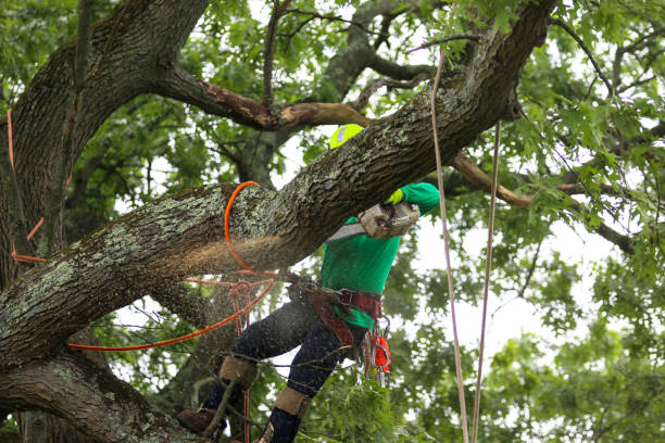 How Our Tree Care Process Works  in  Shady Hills, FL